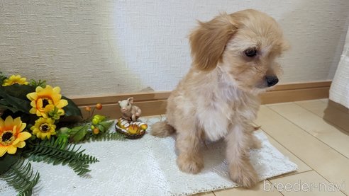 成約済の広島県のチワプー:チワワ×トイプードル-246604の31枚目