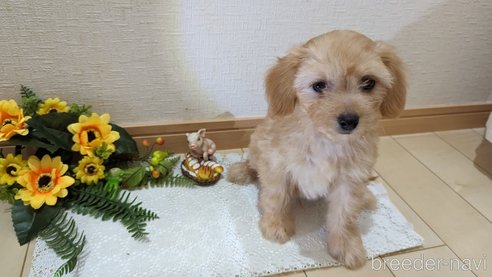 成約済の広島県のチワプー:チワワ×トイプードル-246604の30枚目