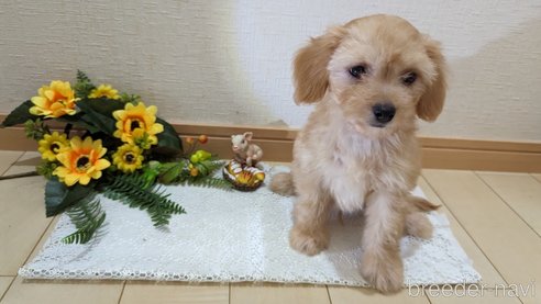 成約済の広島県のチワプー:チワワ×トイプードル-246604の29枚目