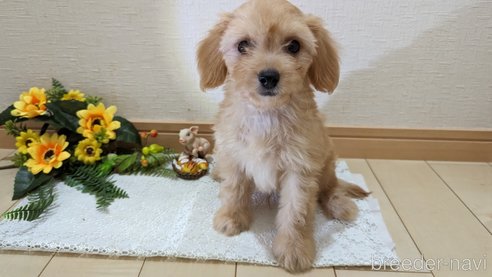 成約済の広島県のチワプー:チワワ×トイプードル-246604の27枚目