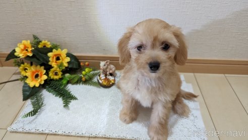 成約済の広島県のチワプー:チワワ×トイプードル-246604の26枚目