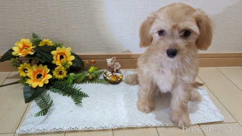 成約済の広島県のチワプー:チワワ×トイプードル-246604の24枚目