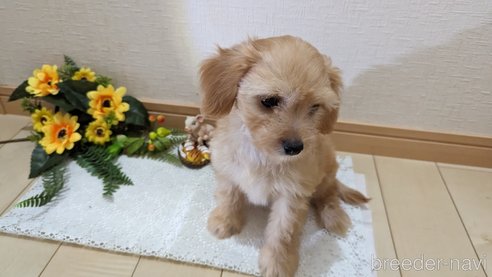 成約済の広島県のチワプー:チワワ×トイプードル-246604の23枚目