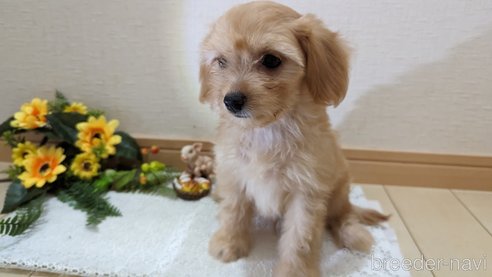 成約済の広島県のチワプー:チワワ×トイプードル-246604の21枚目