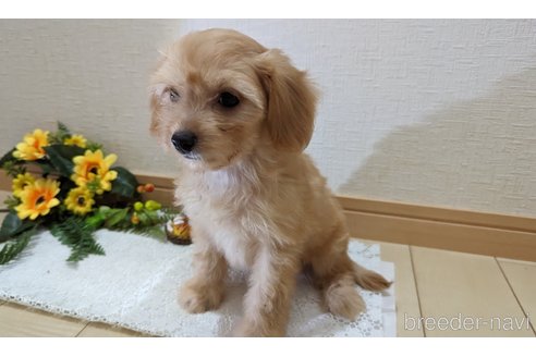 成約済の広島県のチワプー:チワワ×トイプードル-246604の22枚目