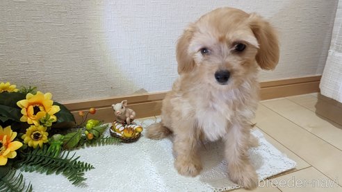 成約済の広島県のチワプー:チワワ×トイプードル-246604の20枚目