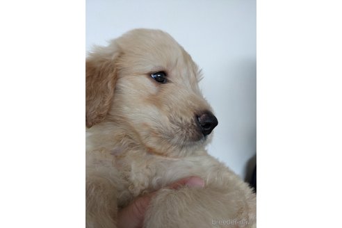 成約済の岡山県のゴールデンドゥードル:ゴールデンレトリーバー×プードル-254659の2枚目