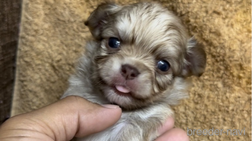 成約済の福岡県のチワワ(ロングコート)-256274の6枚目