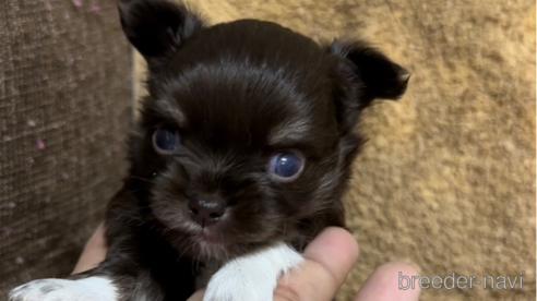 成約済の福岡県のチワワ(ロングコート)-256284の9枚目