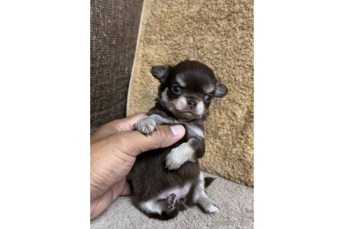 成約済の福岡県のチワワ(ロングコート)-256287の4枚目