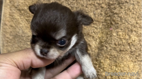 成約済の福岡県のチワワ(ロングコート)-256287