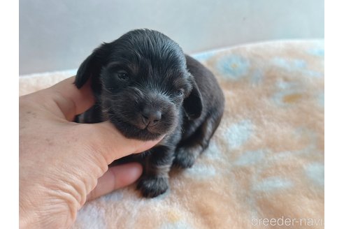 成約済の宮崎県のミニチュアダックスフンド(ロングヘアード)-256403の1枚目