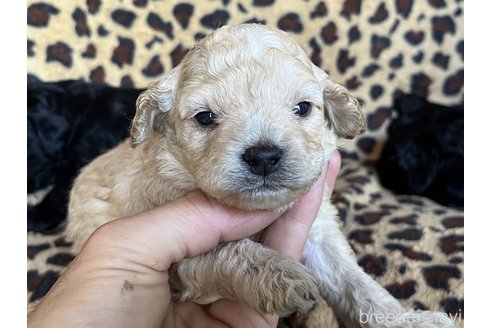 成約済の茨城県のコッカプー:アメリカンコッカースパニエル×トイプードル-255656の3枚目