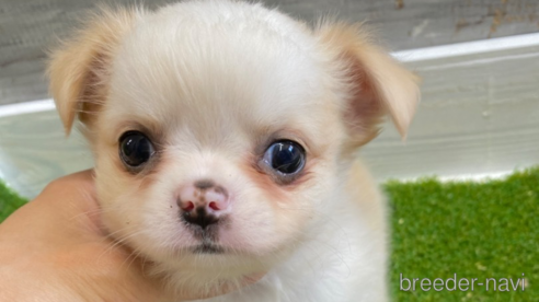 成約済の愛知県のチワワ(ロングコート)-255799の1枚目