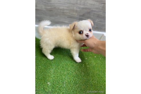 成約済の愛知県のチワワ(ロングコート)-255799の2枚目