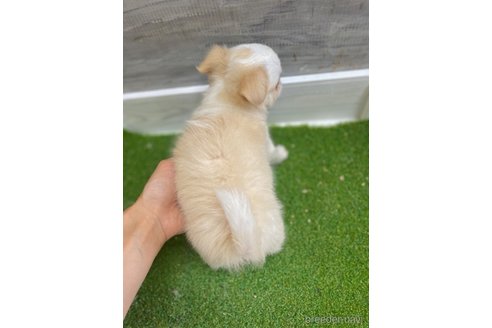 成約済の愛知県のチワワ(ロングコート)-255799の3枚目