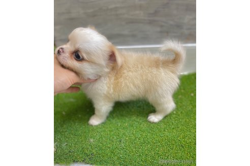 成約済の愛知県のチワワ(ロングコート)-255799の4枚目