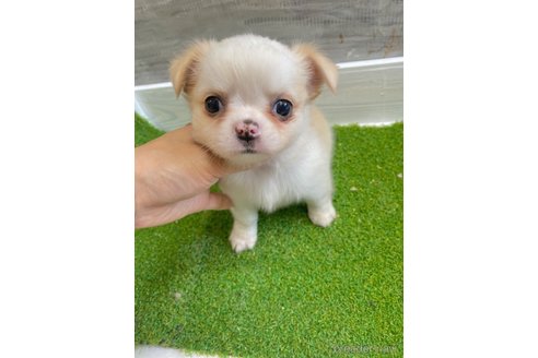 成約済の愛知県のチワワ(ロングコート)-255799の5枚目