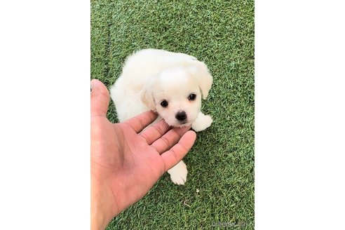 成約済の福岡県のチワマル:チワワ×マルチーズ-255690の10枚目