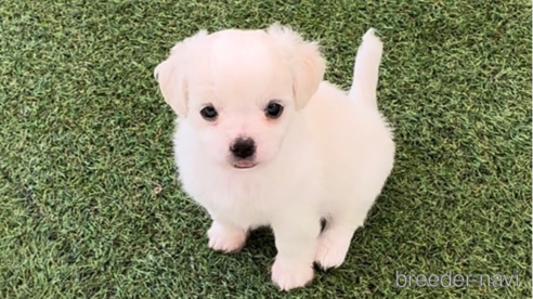 成約済の福岡県のチワマル:チワワ×マルチーズ-255690の9枚目