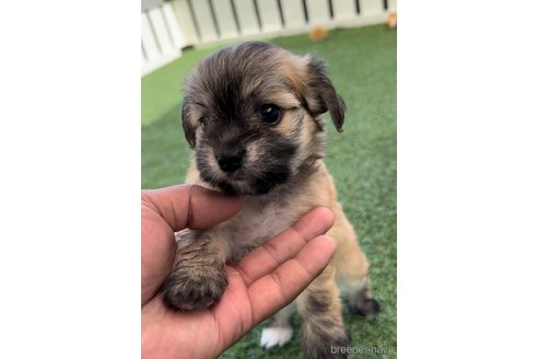 成約済の福岡県のチワマル:チワワ×マルチーズ-255692の7枚目