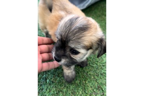 成約済の福岡県のチワマル:チワワ×マルチーズ-255692の8枚目