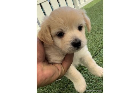 成約済の福岡県のチワマル:チワワ×マルチーズ-255691の10枚目