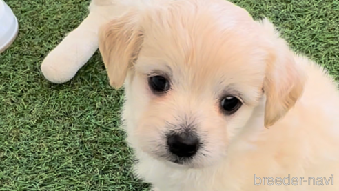 成約済の福岡県のチワマル:チワワ×マルチーズ-255691の8枚目