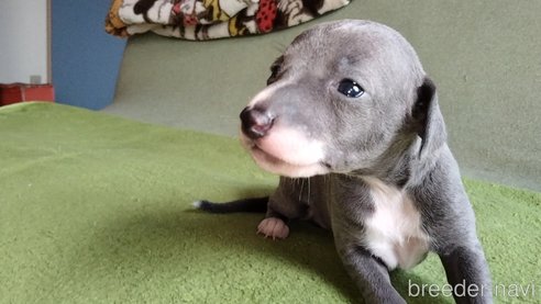 成約済の千葉県のイタリアングレーハウンド(イタグレ)-257492の5枚目