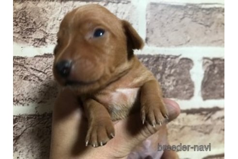 成約済の埼玉県のミニチュアピンシャー(ミニピン)-257494の11枚目