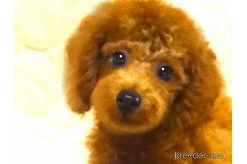 成約済の熊本県のトイプードル-250715の1枚目