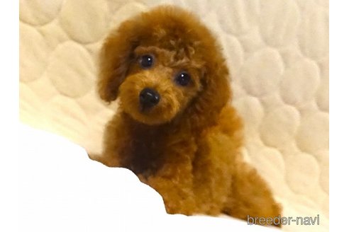 成約済の熊本県のトイプードル-250715の5枚目