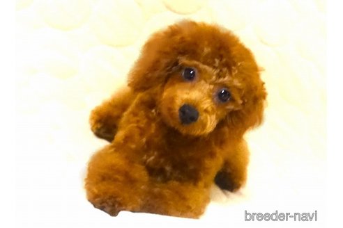 成約済の熊本県のトイプードル-250715の4枚目