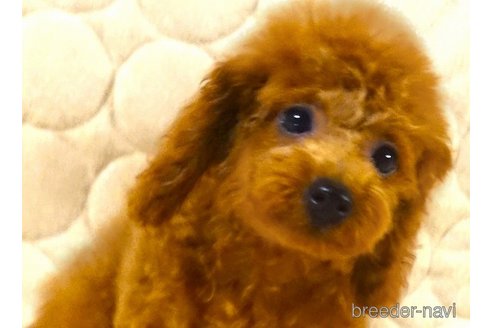 成約済の熊本県のトイプードル-250715の2枚目