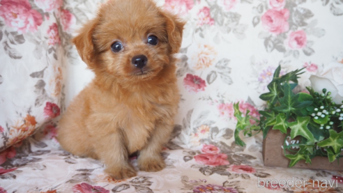 成約済の岡山県のミックス犬-257555の1枚目