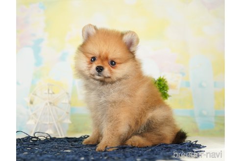 成約済の千葉県のポメラニアン-255205の2枚目