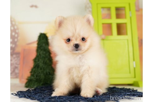 成約済の千葉県のポメラニアン-255186の2枚目