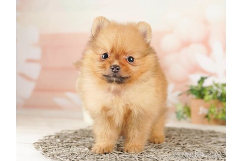 成約済の千葉県のポメラニアン-253790の2枚目