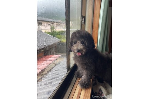 成約済の長崎県のタイニープードル-245961の4枚目