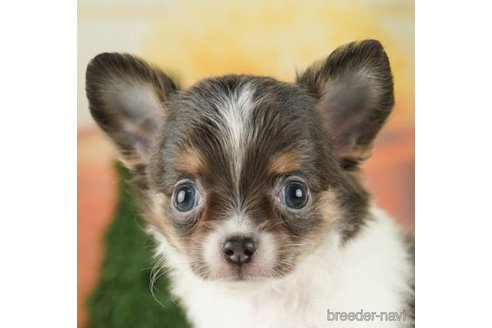 成約済の千葉県のチワワ(ロングコート)-257611の1枚目