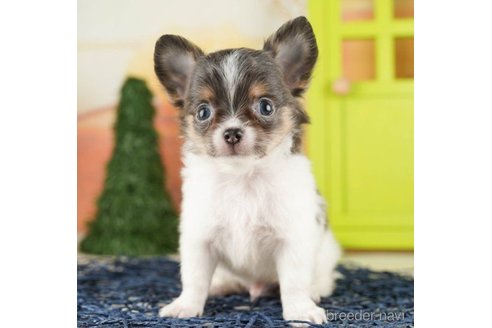 成約済の千葉県のチワワ(ロングコート)-257611の3枚目