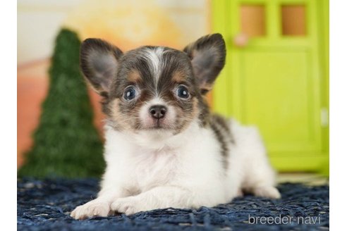 成約済の千葉県のチワワ(ロングコート)-257611の4枚目