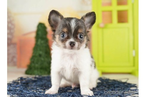 成約済の千葉県のチワワ(ロングコート)-257611の5枚目