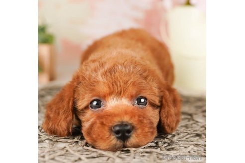 成約済の千葉県のトイプードル-257612の3枚目