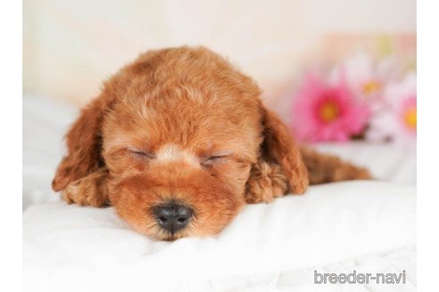 成約済の千葉県のトイプードル-257612の4枚目