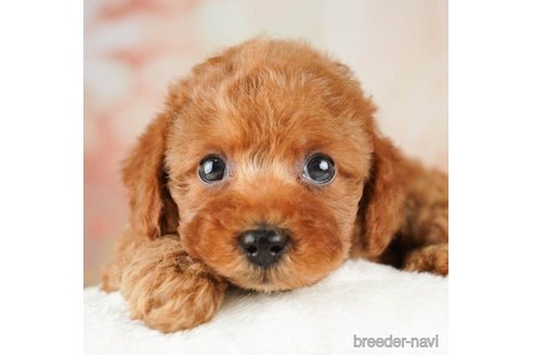 成約済の千葉県のトイプードル-257612の1枚目