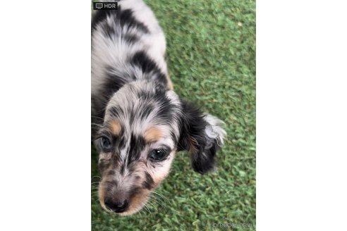 成約済の福岡県のカニンヘンダックスフンド(ロングヘアード)-253028の3枚目