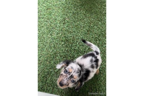 成約済の福岡県のカニンヘンダックスフンド(ロングヘアード)-253028の2枚目