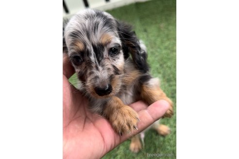 成約済の福岡県のカニンヘンダックスフンド(ロングヘアード)-253028の5枚目