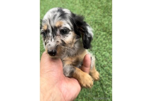 成約済の福岡県のカニンヘンダックスフンド(ロングヘアード)-253028の4枚目